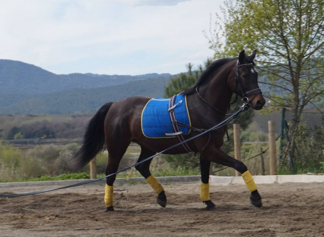 Caballo durante su preparacion