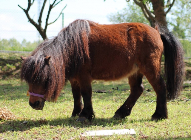 Poni pastando