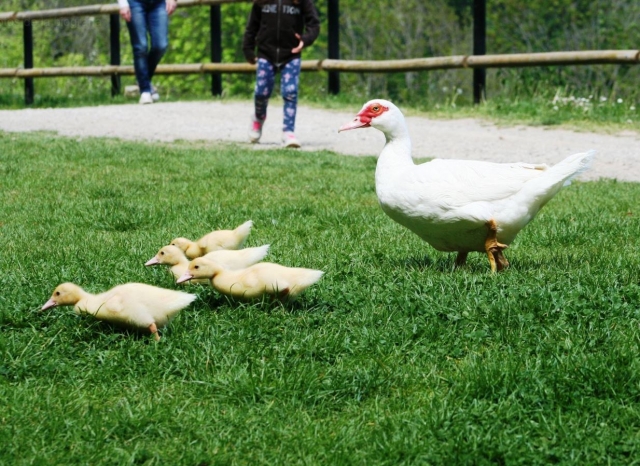 e-19743970-mama-pato-y-sus-patitos15063385801703.jpg