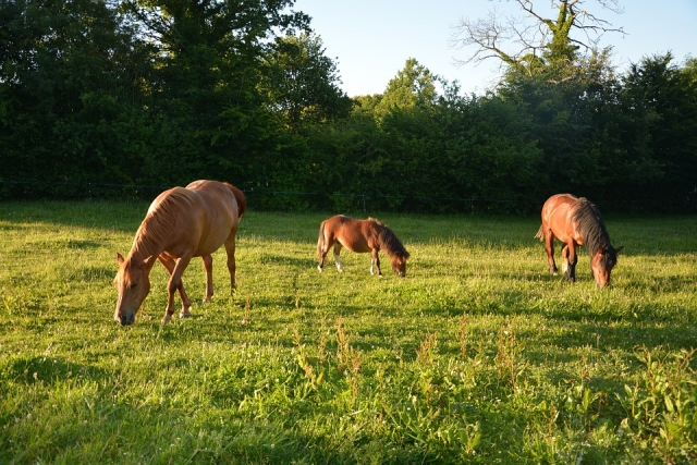  Equestrian camps for children in Guillena 