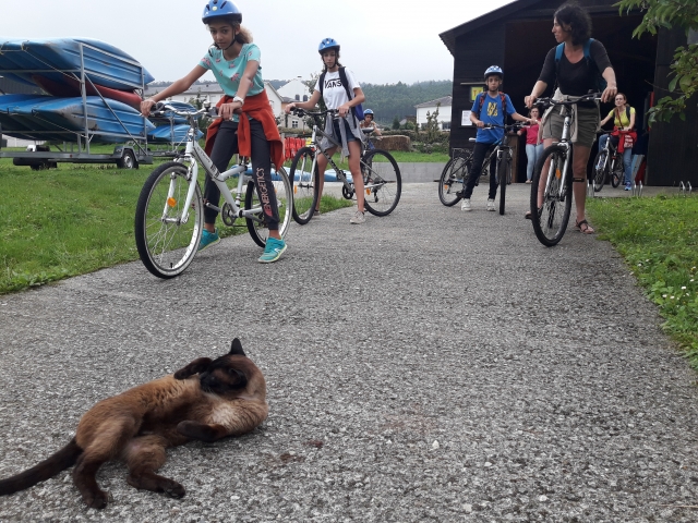 Ciclistas y gato