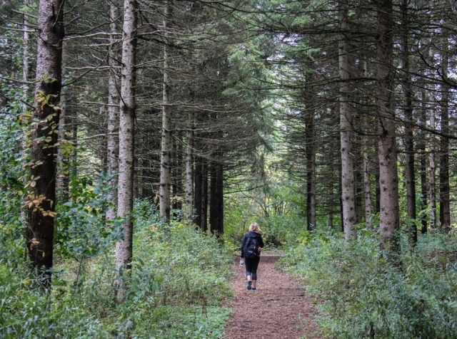  Walking through the forests 