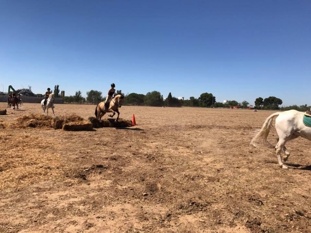  Horse training 