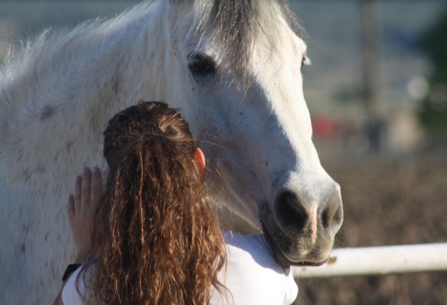 Dando mimos al equino