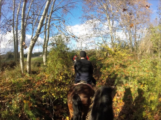 Salida a caballo por el bosque