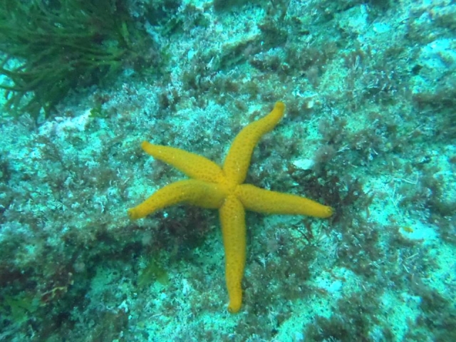 e-19744264-estrella-de-mar15075371631297.jpg