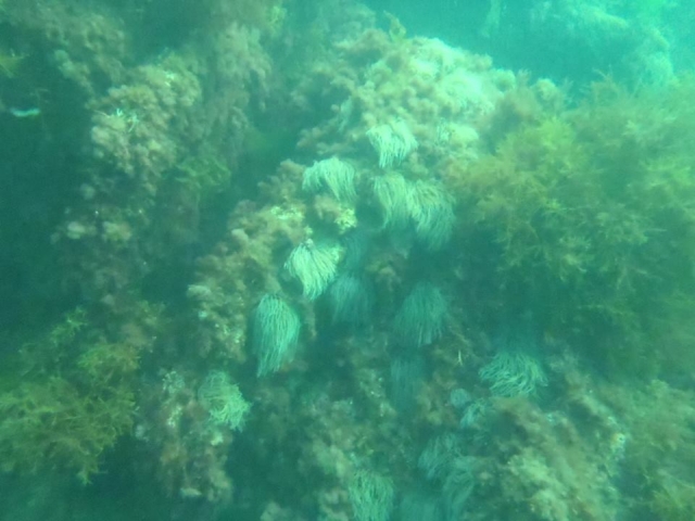 e-19744264-los-corales15075371639492.jpg