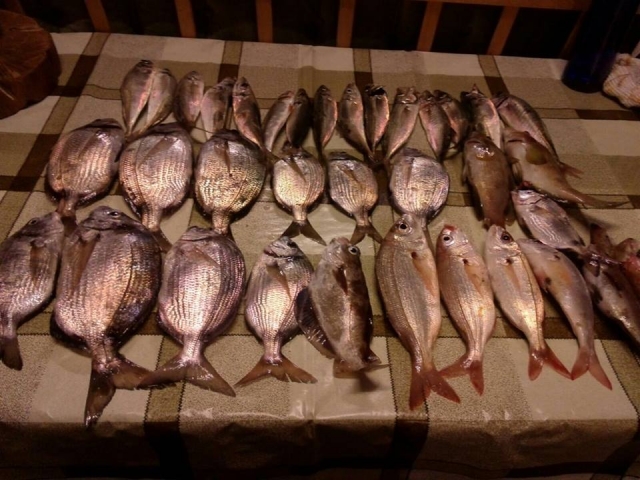 toda la pesca