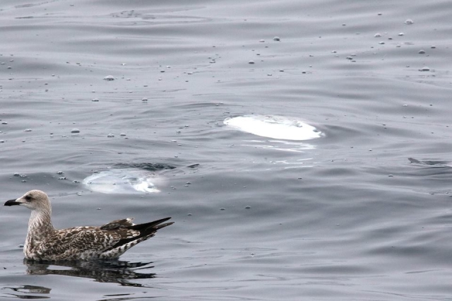 patos