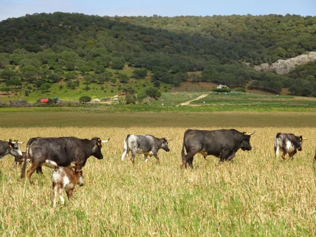  Viehroute 