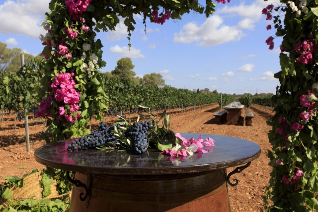 Degustación de vinos al aire libre