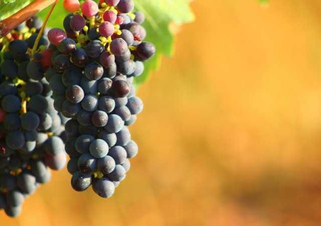  Grappe de raisin 