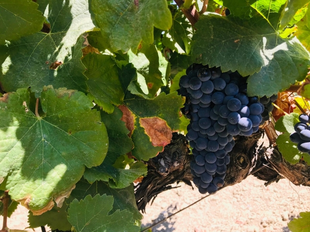 Nuestras uvas
