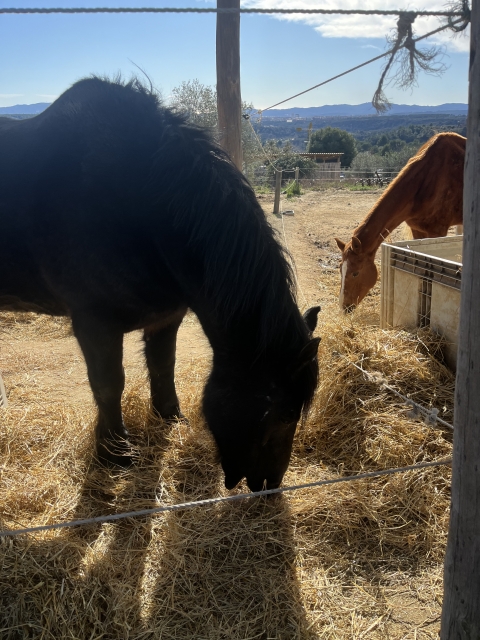 Opinione di Andrea su Itinerario a cavallo + visita alla fattoria Castellar del Vallés