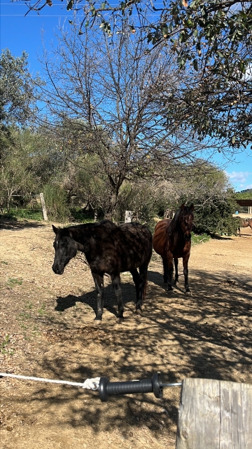Opinión de SILVIA sobre Cabalgamarra+visita granja Castellar del Vallés