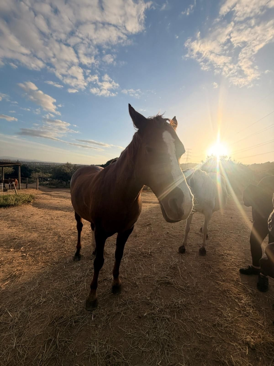 Ruta a caballo+visita granja Castellar del Vallés