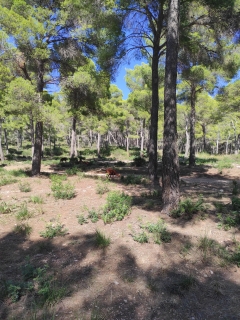 res_o-66033-rutas-a-caballo_de_nicolas-roman-carre_img-20251018-142927_17612230261983.jpg