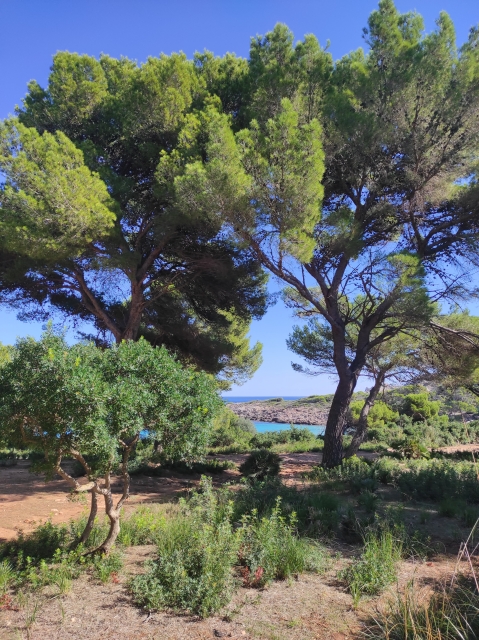 Opinione di Bianca su Itinerario a cavallo sulla spiaggia e sulle montagne di Cala Ratjada 2h Opinione di Bianca su Itinerario a cavallo sulla spiaggia e sulle montagne di Cala Ratjada 2h