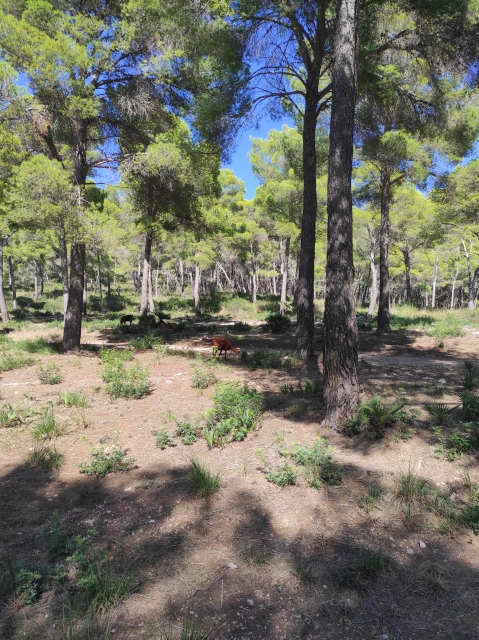 Opinione di ALBERTO su Itinerario a cavallo sulla spiaggia e sulle montagne di Cala Ratjada 2h Opinione di ALBERTO su Itinerario a cavallo sulla spiaggia e sulle montagne di Cala Ratjada 2h