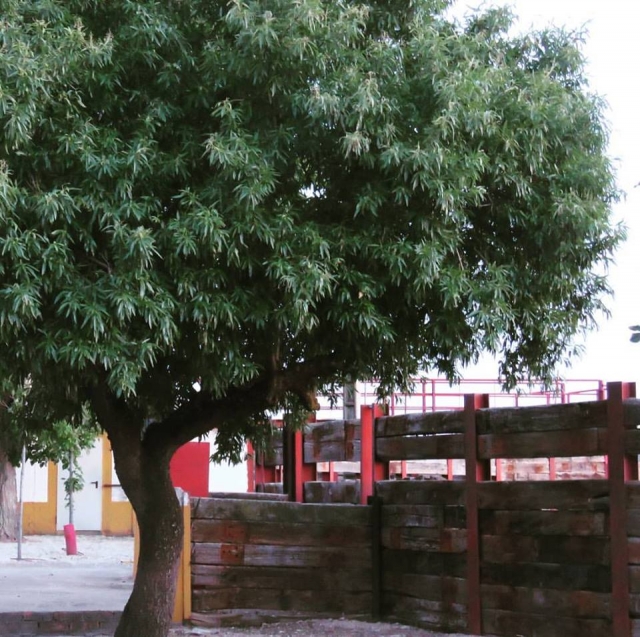 coge la sombra