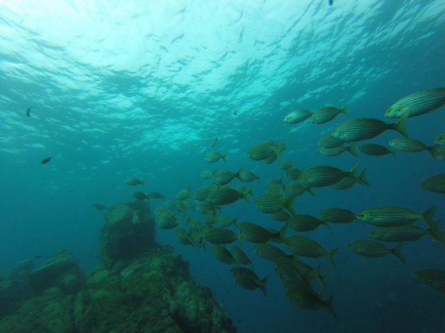  a school of fish 
