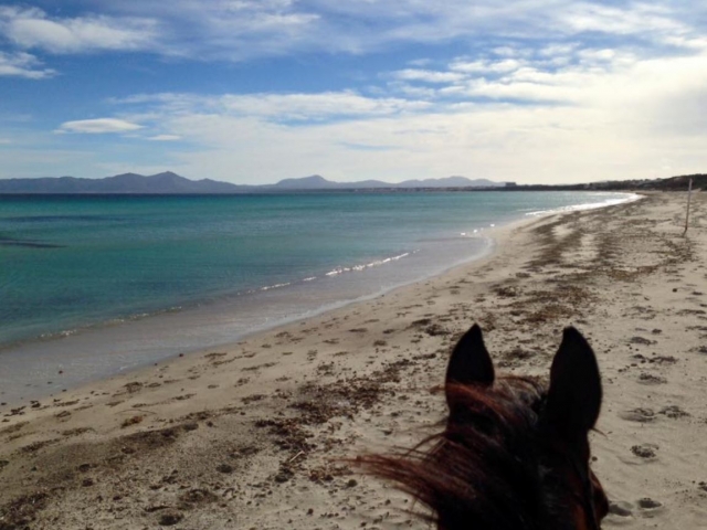  Horse looking at the sea 