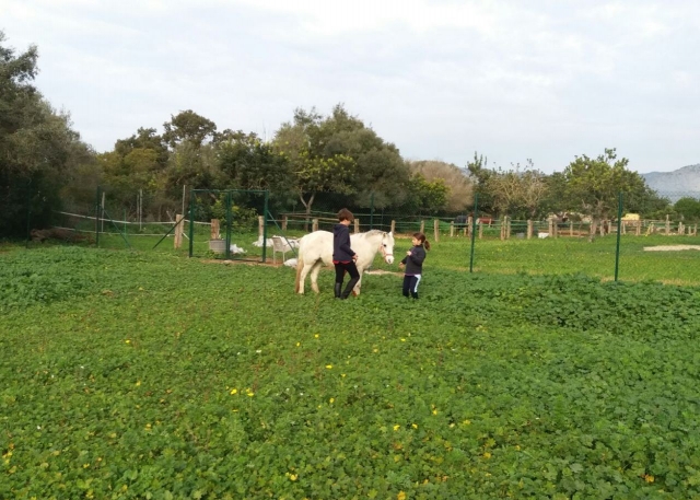  Little ones taking care of the horse 