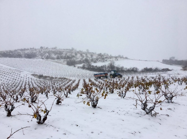 Vinedos nevados