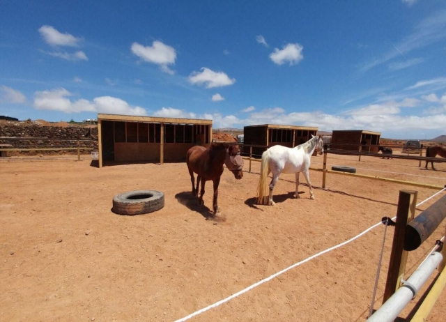 Caballos en amplios cercados de madera
