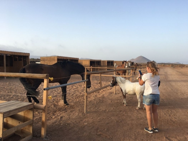 Fotografiando al pony y al caballo