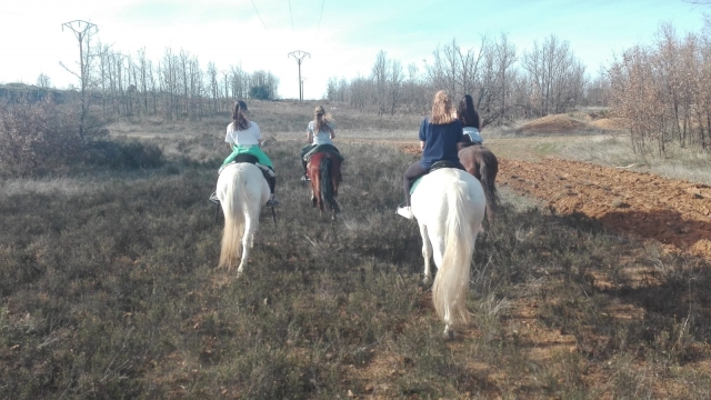  About the horses in the field