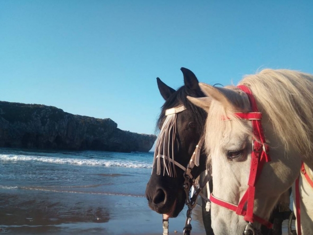  Black and white horses 