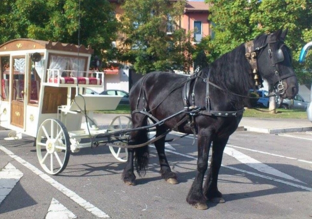  Cart pulled by a black horse 