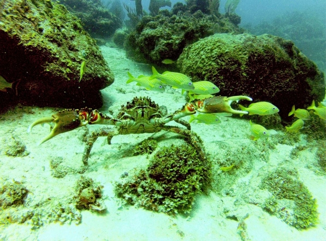 Cangrejo bajo el agua