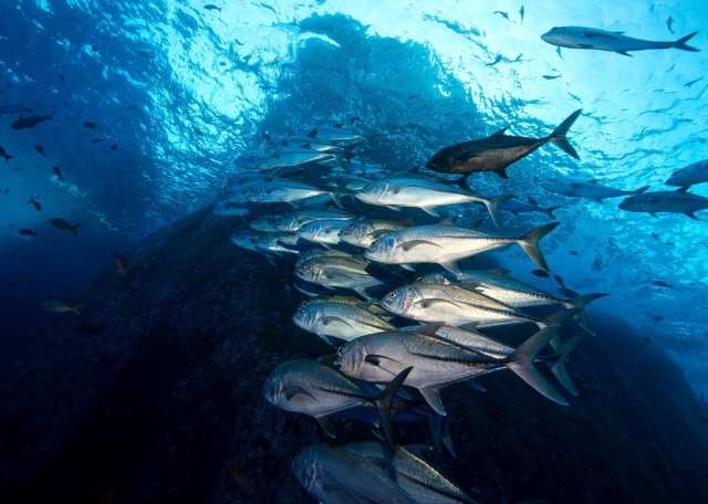 Encuentro con banco de peces