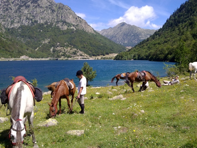 Caballos descansando en Cardedeu