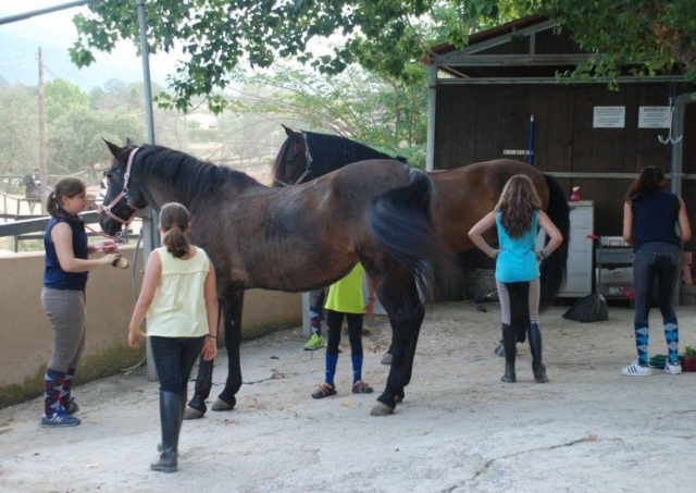 Cuidados del caballo en el campamento
