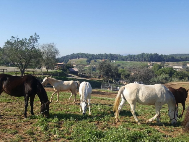 Caballos en la hipica .