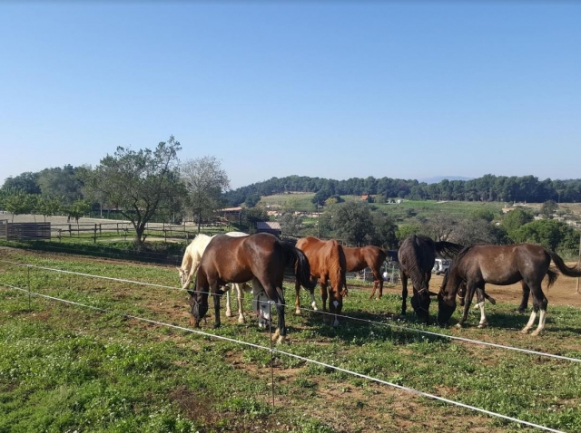 Caballos pastando en la finca.