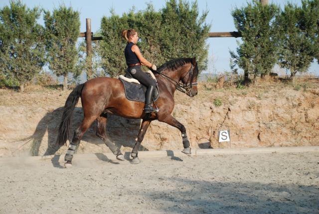 Clases de doma en Barcelona