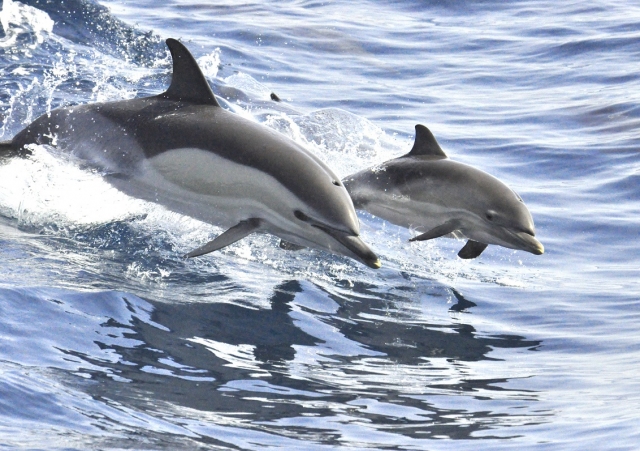 Excursion de avistamiento de delfines en Tenerife