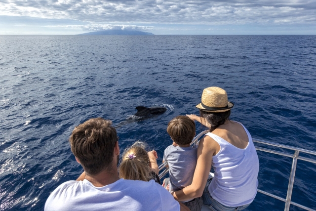 Delfines y ballenas en Tenerife