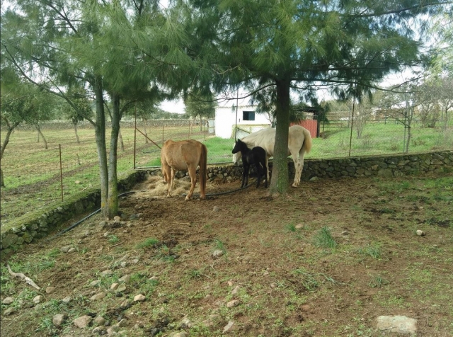 Caballos en las instalaciones