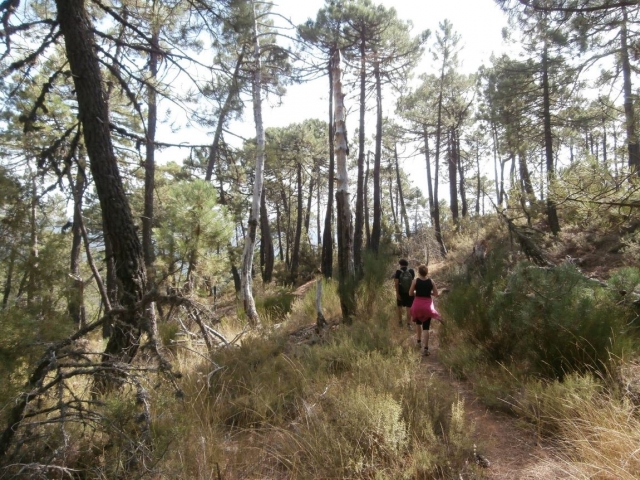  Walking in the forest in Ciudad Real 