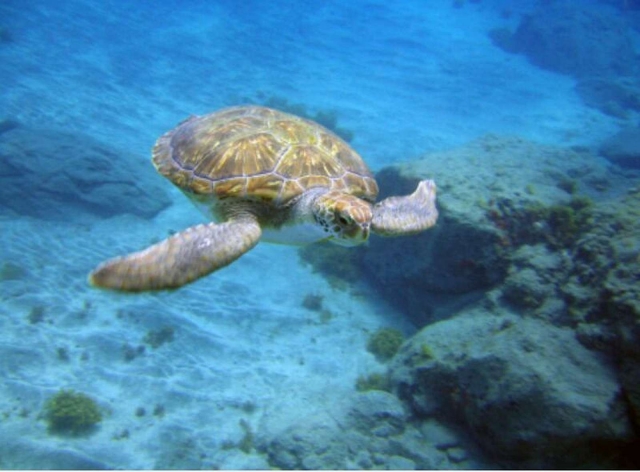  海龟 