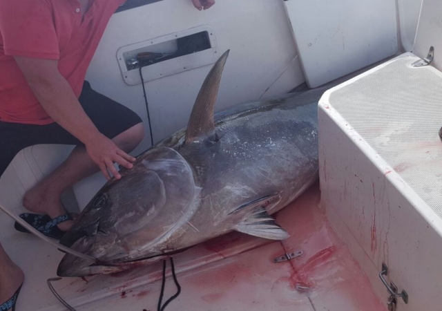 Atun en el barco en Huelva