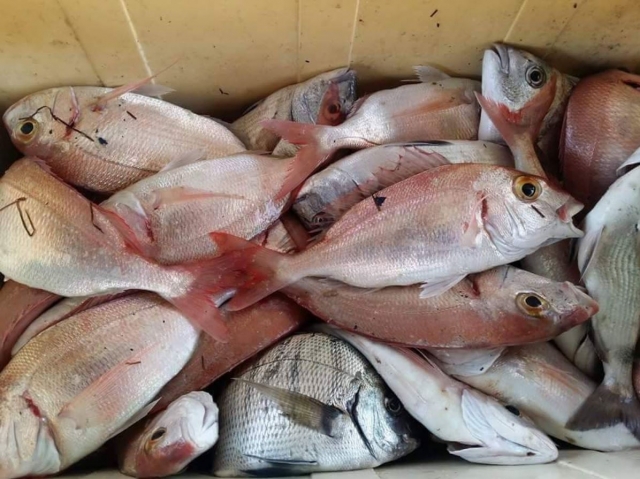 Captura del dia en Huelva