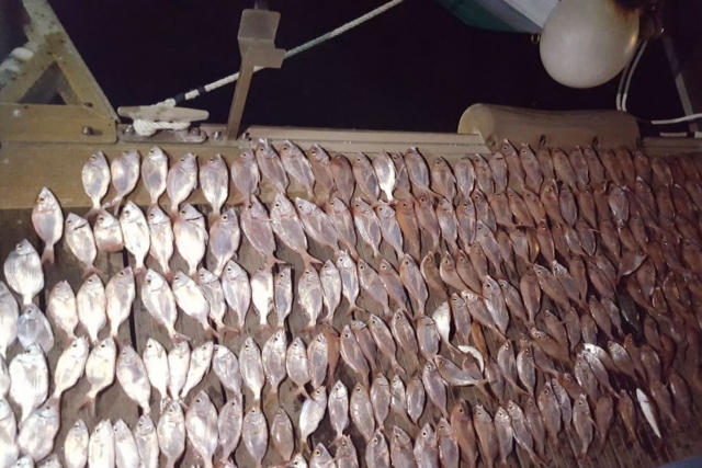 Peces pescados con el barco de Huelva