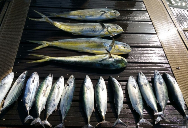 Pesca expuesta en el barco en Huelva