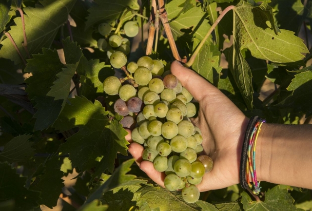 Racimo de uvas del Penedes